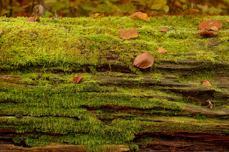 Abstract background of autumn leaves on treeの写真素材