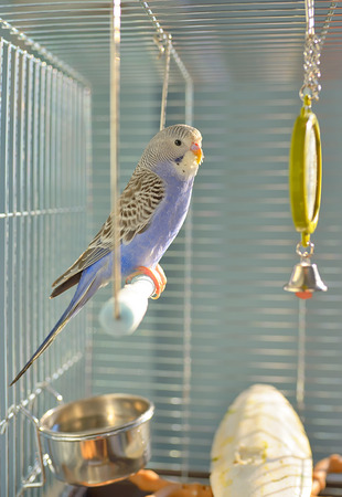 Indigo Budgerigar parrot in his cageの写真素材