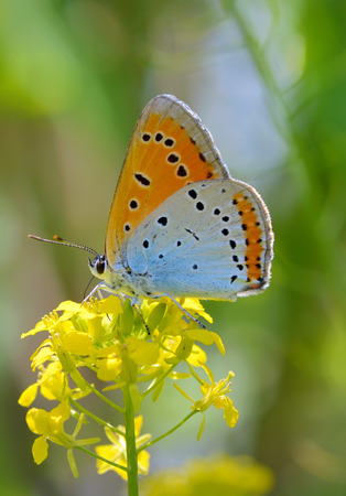 Common Blue (Polyommatus icarus) butterfly on a yellow flowerの写真素材