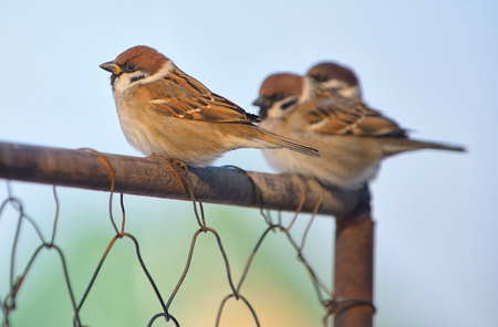 Little Sparrows on fence in morning timeの写真素材