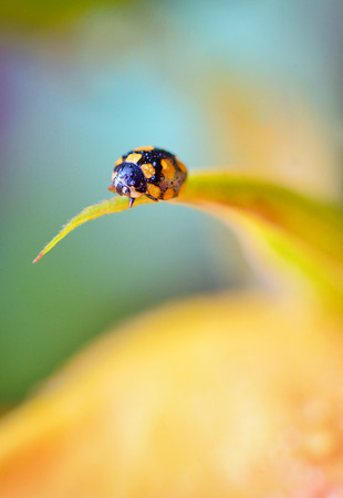 Details of ladybug on spring  flowersの写真素材