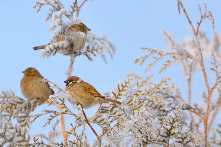 Little Sparrows on pine tree branch in winterの写真素材