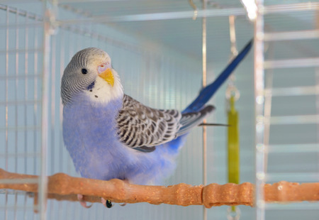 Indigo Budgerigar parrot in his cage