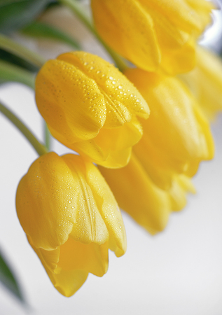 Yellow tulips with dew drops in spring timeの写真素材