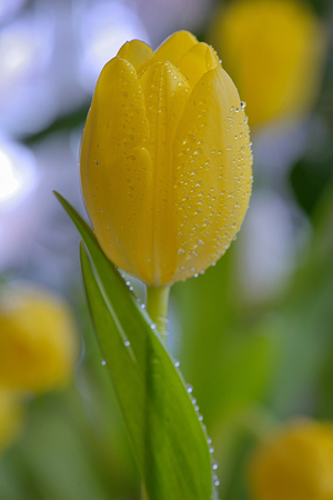 Yellow tulip with dew drops in spring timeの写真素材
