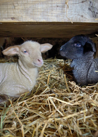 Black and white baby lambs in a stableの写真素材