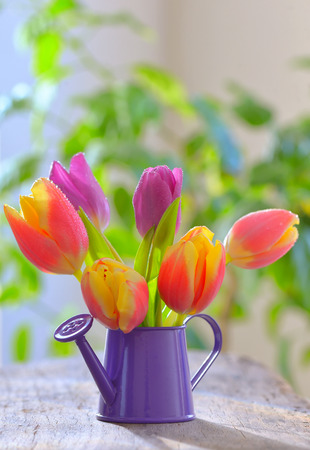 Fresh tulips in sprinkler garden on old wooden tableの写真素材