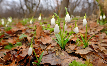 Snowdrops with dew drops  in forestの写真素材