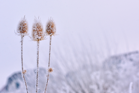 Frozen echinops thistles plantの写真素材
