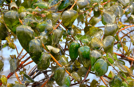 Rain frozen and leaves in iceの写真素材
