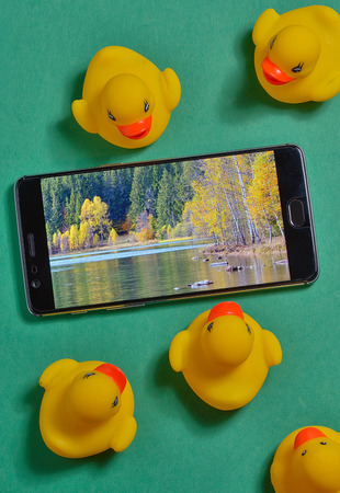 Yellow rubber ducks and smartphone concept isolated in studioの写真素材