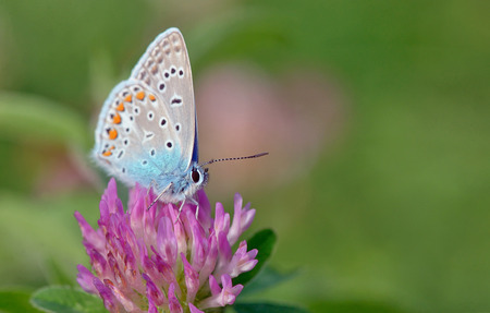 Common Blue (Polyomathus icarus) butterflyの写真素材