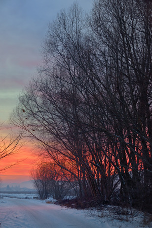 sunset with tree shadow and snowの写真素材
