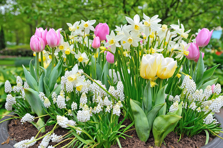 Spring flowers in big vase in parkの写真素材