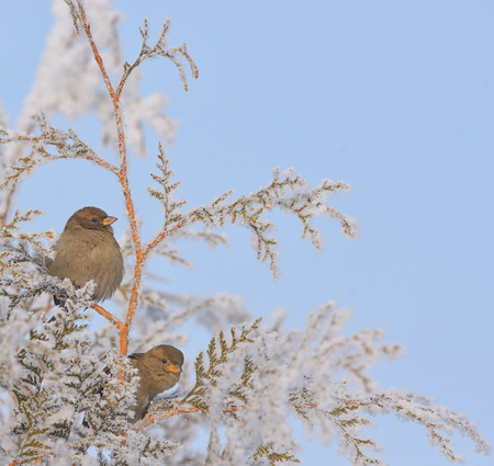 Little Sparrows on pine tree branch in winterの写真素材