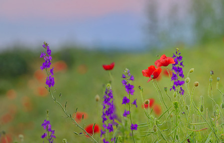 Poppy field in summer countrysideの写真素材