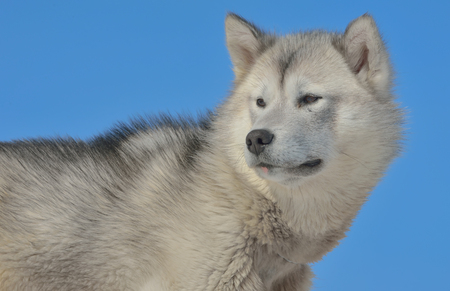 Greenland sled dogs in spring timeの写真素材