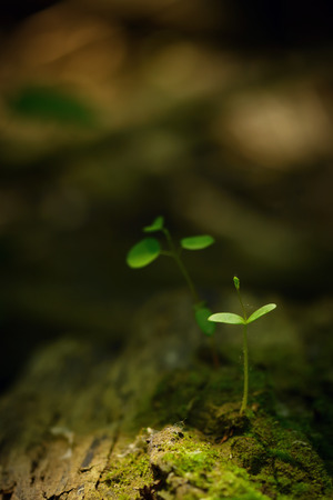 New life - plant stem growingの写真素材