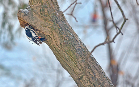 Male great spotted woodpecker (Dendrocopos major) on tree brunchの写真素材