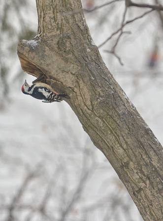 Male great spotted woodpecker (Dendrocopos major) on tree brunchの写真素材