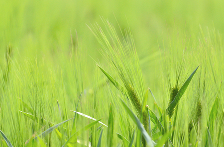 Unripe green wheat fieldの写真素材