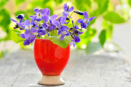 violets flowers (Viola odorata) on wood backgroundの写真素材