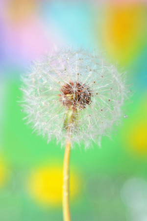 dandelion on colorful background in natureの写真素材