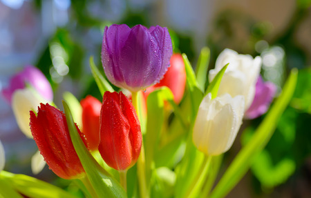 tulips with dew drops in spring timeの写真素材
