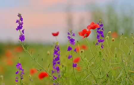 colorful flowers on field in summerの写真素材