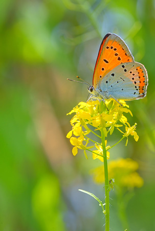 Orange butterfly on summer yellow flowerの写真素材
