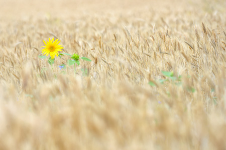 Isolated Sunflower in a wheat fieldの写真素材