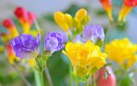Bouquet of freesias flowers in vaseの写真素材