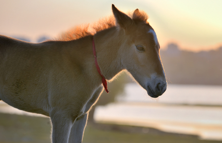 New young foal on field at sunsetの写真素材