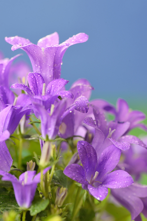 Campanula muralis  flowers and dew dropsの写真素材