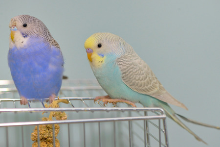 Details of Budgerigar parrot in his cageの写真素材
