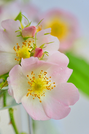 Close-up of a dog rose, Rosa canina in vaseの写真素材