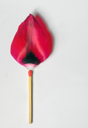 Burning match from tulip leaf conceptの写真素材