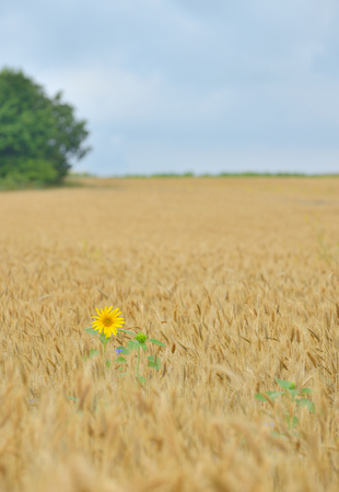 Isolated Sunflower in a wheat fieldの写真素材