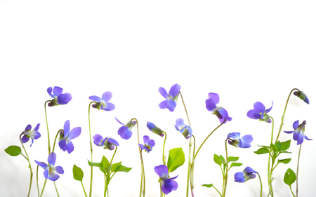 Viola odorata flowers on white backgroundの写真素材