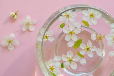 Cherry blossom in vase on pink backgroundの写真素材