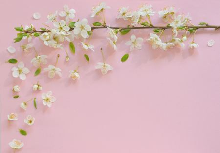 Cherry blossom on pink paper  backgroundの写真素材