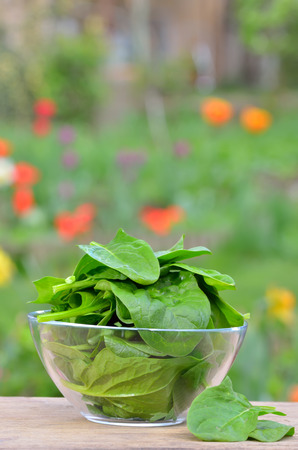 fresh green spinach in gardenの写真素材
