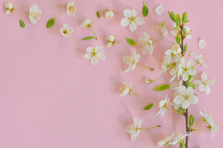 Cherry blossom on pink paper  backgroundの写真素材