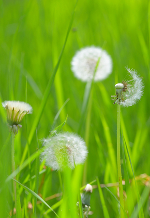 Closeup of dandelion on fieldの写真素材