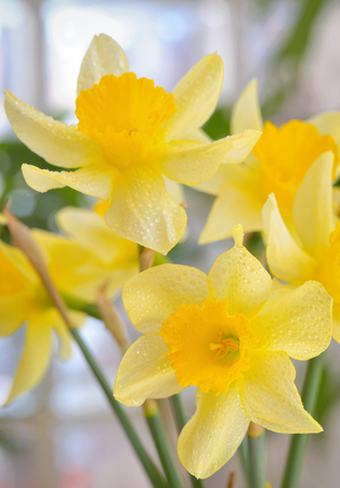 Fresh spring narcissus flowers in vaseの写真素材