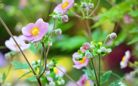 Japanese anemone flowers in gardenの写真素材
