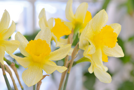 Fresh spring narcissus flowers in vaseの写真素材