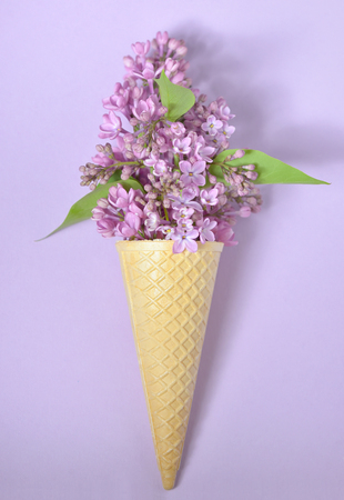 lilac in cone on paper backgroundの写真素材