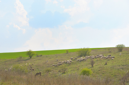Herd of ships in spring timeの写真素材