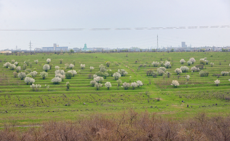 Blooming cherry trees on spring fieldの写真素材
